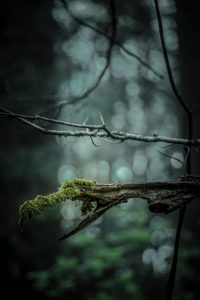 CGI, monster in the forest CGI, monster in the forest