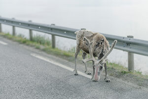 Reindeer on the roadside in Norway