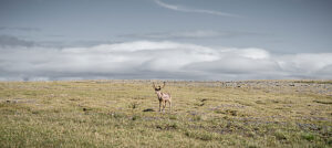 Reindeer at the North Cape