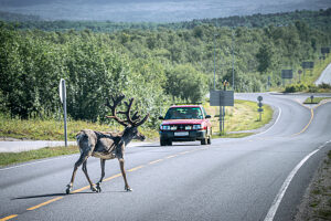 Reindeer on the roadside in Norway