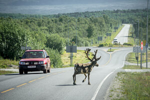Reindeer on the roadside in Norway