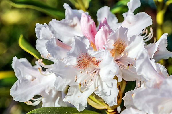 Bildagentur | mauritius images | Rhododendron hybrid Belami (Rhododendron  hybrid), close-up of the flower head in the sunshine
