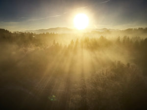 Wald von oben im Gegenlicht Wald von oben im Gegenlicht