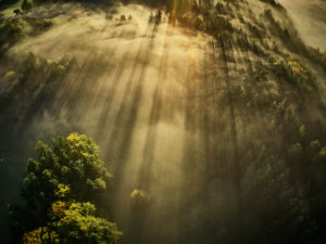 Wald von oben im Gegenlicht Wald von oben im Gegenlicht