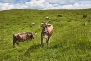 Cow on pasture near Bad Kohlgrub, Bavaria, Germany