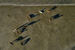 Alpacas and lamas with shade from the drone perspective vertically from above at the Glaswinkler Hof at Wackersberg, Bavarians