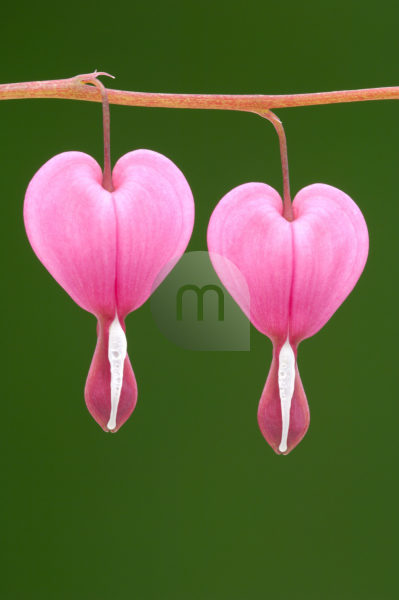 Download Bildagentur Mauritius Images Flower Watery Heart Dicentra Spectabilis Detail Blooms Pink Plant Ornament Plant Summer Flower Tree Erdrauchgewachs Fumariaceae Flaming Heart Heart Flower Blooms Prime Nature Free Plates