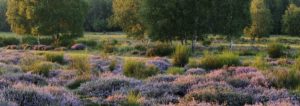 Germany, North Rhine-Westphalia, Wahner Heide, heath blossom in the evening light, broom heather, Calluna vulgaris, Germany, North Rhine-Westphalia, Wahner Heide, heath blossom in the evening light, broom heather, Calluna vulgaris,