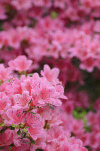 Bildagentur | mauritius images | Japanese azalea, Rhododendron 'Hinomayo',  Top view of many pink flowers creating a pattern.