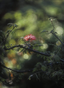 Powder puff shrub, Calliandra tweedii, South America, Brazil, Powder puff shrub, Calliandra tweedii, South America, Brazil,