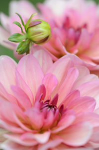 Water lily - Dahlia, Dahlia x hoard sis 'Sourir de Crozon', blossoms, bud, close-up, Water lily - Dahlia, Dahlia x hoard sis 'Sourir de Crozon', blossoms, bud, close-up,
