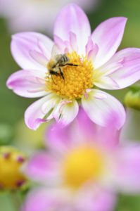 Ruff dahlia, Dahlia x hoard sis 'Alps Diamond', with honeybee, Apis mellifera, Ruff dahlia, Dahlia x hoard sis 'Alps Diamond', with honeybee, Apis mellifera,