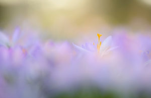 Spring crocus, Crocus vernus, Germany, North Rhine-Westphalia, Cologne, garden, Spring crocus, Crocus vernus, Germany, North Rhine-Westphalia, Cologne, garden,