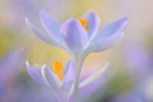 Spring crocus, Crocus vernus, Germany, North Rhine-Westphalia, Cologne, garden, Spring crocus, Crocus vernus, Germany, North Rhine-Westphalia, Cologne, garden,