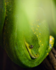 Green tree python, Morelia viridis, New Guinea, captive, Green tree python, Morelia viridis, New Guinea, captive,