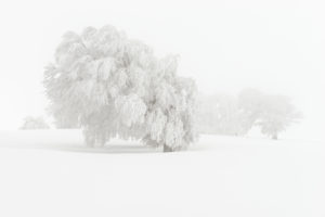 Germany, Baden-Württemberg, Black Forest, Schauinsland (mountain), European beech, Fagus sylvatica, Snowy trees in winter, Germany, Baden-Württemberg, Black Forest, Schauinsland (mountain), European beech, Fagus sylvatica, Snowy trees in winter,