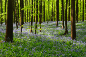Belgium, Flanders, 'Hallerbos' (forest), beech forest, copper beech, Fagus sylvatica, bluebells, Hyacinthoides non-scripta, Belgium, Flanders, 'Hallerbos' (forest), beech forest, copper beech, Fagus sylvatica, bluebells, Hyacinthoides non-scripta,