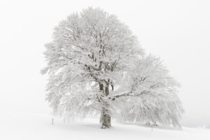 Germany, Baden-Wurttemberg, Black Forest, 'Schauinsland' (mountain), copper beech, Fagus sylvatica, snowy tree in winter, Germany, Baden-Wurttemberg, Black Forest, 'Schauinsland' (mountain), copper beech, Fagus sylvatica, snowy tree in winter,