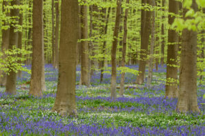 Belgium, Flanders, Hallerbos, Beech forest, copper beeches, Fagus sylvatica with bluebell, Hyacinthoides non-scripta, Belgium, Flanders, Hallerbos, Beech forest, copper beeches, Fagus sylvatica with bluebell, Hyacinthoides non-scripta,