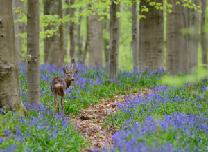 Belgium, Flanders, 'Hallerbos' (forest), roe deer, Capreolus capreolus, in a beech forest, copper beeches, Fagus sylvatica, bluebells, Hyacinthoides non-scripta, Belgium, Flanders, 'Hallerbos' (forest), roe deer, Capreolus capreolus, in a beech forest, copper beeches, Fagus sylvatica, bluebells, Hyacinthoides non-scripta,