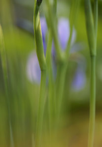 Siberian iris, iris sibirica, blur, close-up, Siberian iris, iris sibirica, blur, close-up,