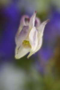 crows food, Aquilegia vulgaris, blossoms, blur, close-up, crows food, Aquilegia vulgaris, blossoms, blur, close-up,