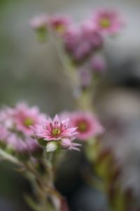 Blossom of the houseleek, Sempervivum, blur, close-up, Blossom of the houseleek, Sempervivum, blur, close-up,