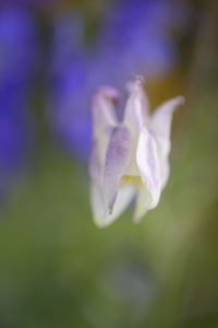 crows food, Aquilegia vulgaris, blossoms, blur, close-up, crows food, Aquilegia vulgaris, blossoms, blur, close-up,