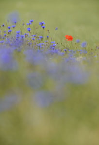 Cornflowers, Centaurea cynanus, red poppy, Papaver rhoeas, meadow, Cornflowers, Centaurea cynanus, red poppy, Papaver rhoeas, meadow,