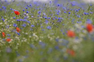 Cornflowers, Centaurea cynanus, red poppy, Papaver rhoeas, meadow, Cornflowers, Centaurea cynanus, red poppy, Papaver rhoeas, meadow,