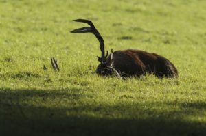 Red deer, Cervus elaphus, male, rutting season, exhausted, resting Red deer, Cervus elaphus, male, rutting season, exhausted, resting