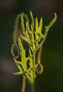 red poppy, Papaver rhoeas, buds, leaves, close-up, red poppy, Papaver rhoeas, buds, leaves, close-up,