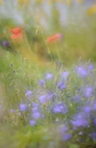 red poppy, Papaver rhoeas, bluebell, Campanula rotundifolia, red poppy, Papaver rhoeas, bluebell, Campanula rotundifolia,