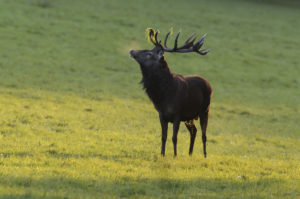 Red deer, Cervus elaphus, male during the rut, Red deer, Cervus elaphus, male during the rut,