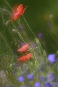 red poppy, Papaver rhoeas, close-up, blur, red poppy, Papaver rhoeas, close-up, blur,