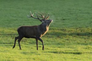 Red deer, Cervus elaphus, male during the rut, Red deer, Cervus elaphus, male during the rut,