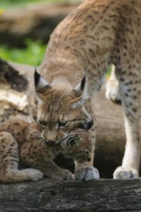 Eurasian lynx, Lynx lynx, mother animal carries young animal, Eurasian lynx, Lynx lynx, mother animal carries young animal,