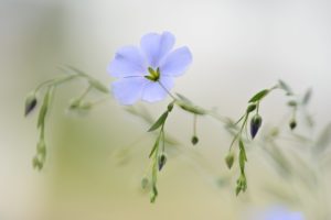 perennial flax, blue flax, Linum perenne, blossom, close-up, perennial flax, blue flax, Linum perenne, blossom, close-up,