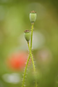 red poppy, Papaver rhoeas, withers, bolls, red poppy, Papaver rhoeas, withers, bolls,