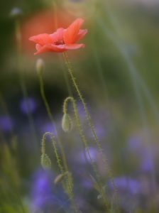 red poppy, Papaver rhoeas, close-up, blur, red poppy, Papaver rhoeas, close-up, blur,