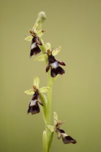 fly orchid, Ophrys insectifera, blossoms, close-up, fly orchid, Ophrys insectifera, blossoms, close-up,