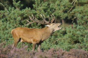 Red deer, Cervus elaphus, male during the rut, Red deer, Cervus elaphus, male during the rut,