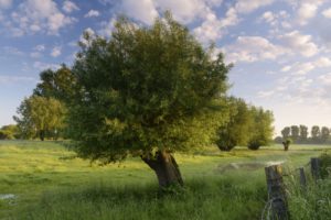 Germany, North Rhine-Westphalia, Dusseldorf, pollard willows, bat willow, Salix alba, nature reserve 'Himmelsgeister Rheinbogen' Germany, North Rhine-Westphalia, Dusseldorf, pollard willows, bat willow, Salix alba, nature reserve 'Himmelsgeister Rheinbogen'