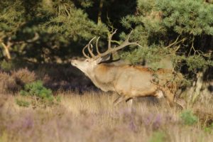 Red deer, Cervus elaphus, male during the rut, Red deer, Cervus elaphus, male during the rut,