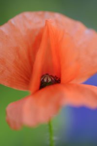 red poppy, Papaver rhoeas, blossom, blur, close-up, red poppy, Papaver rhoeas, blossom, blur, close-up,