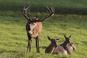 Red deer, Cervus elaphus, male during the rut, hinds, lying Red deer, Cervus elaphus, male during the rut, hinds, lying