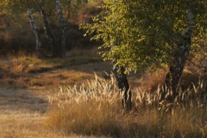 Germany, North Rhine-Westphalia, Wahner Heide, birches in autumn, weeping birch, Betula pendula, Germany, North Rhine-Westphalia, Wahner Heide, birches in autumn, weeping birch, Betula pendula,