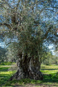 lat. olivenbaum Olivenbaum Olea 'Lorc' | 200cm / Stielumfang 15-25cm main image 1