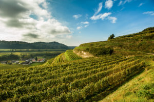 on a beautiful sunny autumn day on the Schneckenberg, Achkarren, Baden Württemberg, Germany, on a beautiful sunny autumn day on the Schneckenberg, Achkarren, Baden Württemberg, Germany,