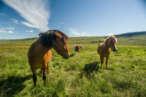 Icelandic horses (equus) on a pasture. Reykholtsdalur, Vesturland, Iceland,